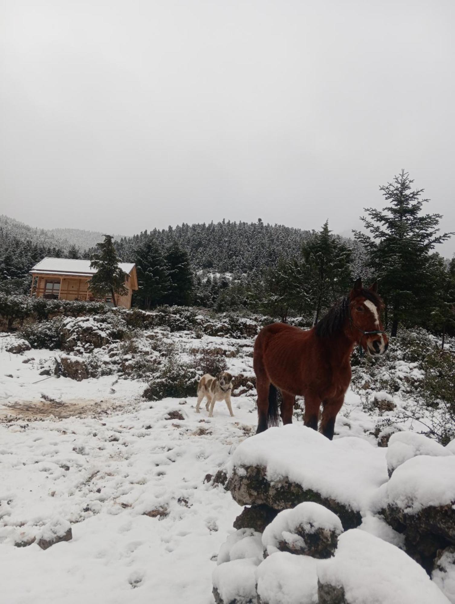 The Farm stay *